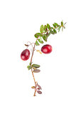 Cranberry twig on white