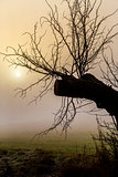 Misty morning sunrise over tree