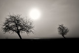 misty silhouette of two trees