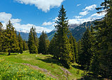 Alpine view with yellow dandelion flowers
