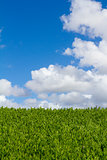 Plant Hedge Sky and Clouds