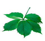 Green leave (Virginia creeper leaf)