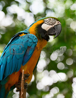 Big macaw parrot in nature