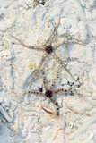 Two starfish on sand background