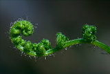 abstract fern torsion  in  spring