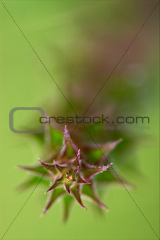 abstract flowering of plant 