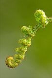 fern torsion  the spring