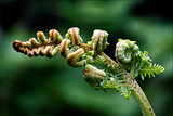  flowering of a fern torsion 