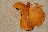  leaf  jamaica
