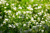 bright sunny white flowers