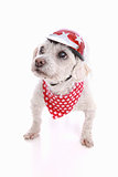 Dog wearing bike helmet and bandana
