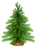 Christmas fir tree.