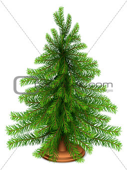 Christmas fir tree.