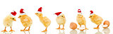 Lots of baby chicken at christmas time