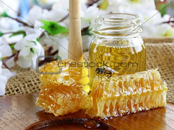 honey bee on a honeycomb