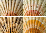 Four Close up of Seashells