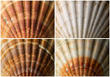 Four Close up of Seashells