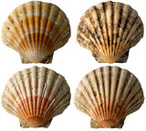Four Scallop Shells - See Pectinidae - 1