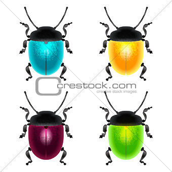 beetles set