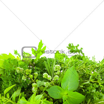 Border of Different Fresh Spice Herbs  over white background