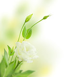 Delicate white Flowers with Buds /  isolated  / Eustoma ( Lisian