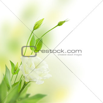 Delicate white Flowers with Buds /  isolated  / Eustoma ( Lisian