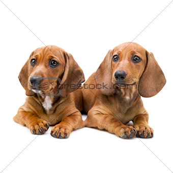 Isolated two Dachshund puppies / sitting