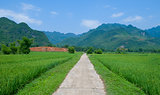 Summer landscape with green field, road and mountains