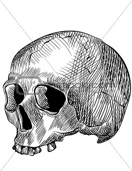 Engraved human skull