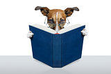 reading book dog 