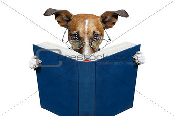 reading book dog 