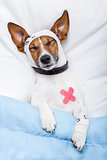 Sick dog with bandages lying on bed