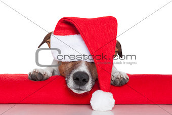 christmas dog santa baby