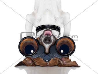 binoculars dog