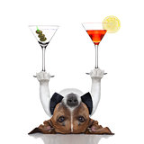 cocktail dog 