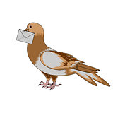 A pigeon with a letter on a white background