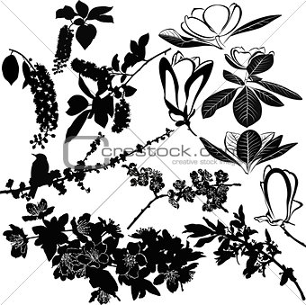 magnolia, cherry, cherry and apple tree twigs vector