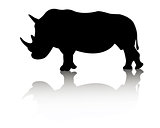 rhino animal