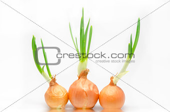 germinated onion bulbs