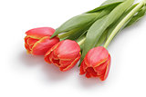 three red tulips