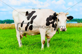 cow on the chain chews grass on a green meadow