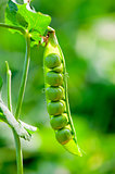 ripe open pod with peas hanging on a bush close-up