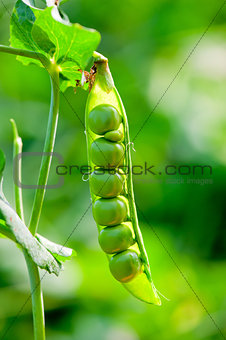 ripe open pod with peas hanging on a bush close-up