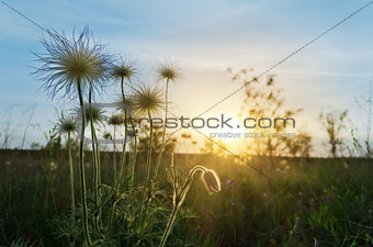 sunset over meadow with flowers