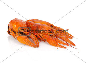 Three boiled crayfishes
