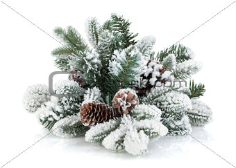Fir tree branch with cones covered with snow