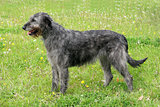 Typical grey Irish Wolfhound 