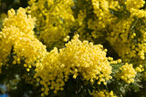 mimosa flowers on plant