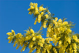 mimosa flowers on plant