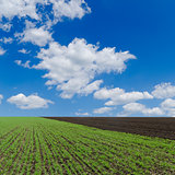 field with green shots and cloudy sky